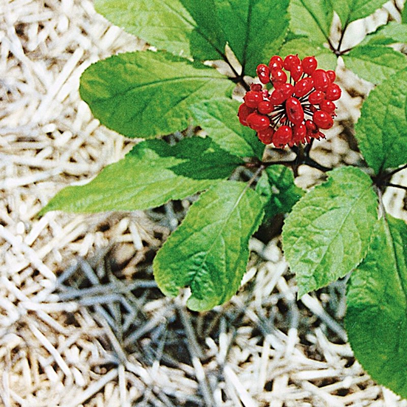 Женьшень настоящий (Panax Ginseng)