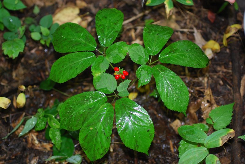 Женьшень пятилистный (Panax quinquefolius).