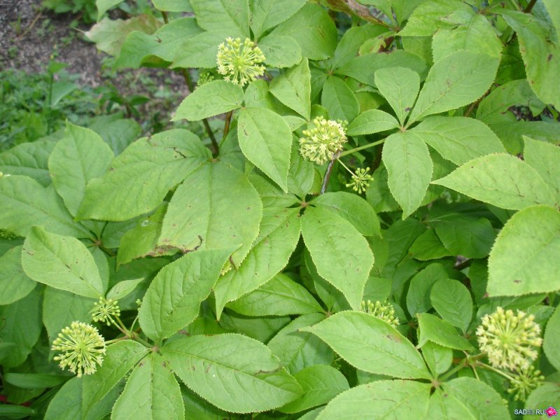 Panax Ginseng