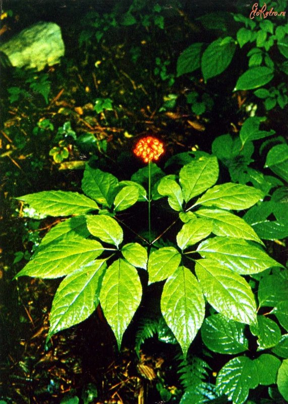 Женьшень настоящий (Panax Ginseng)