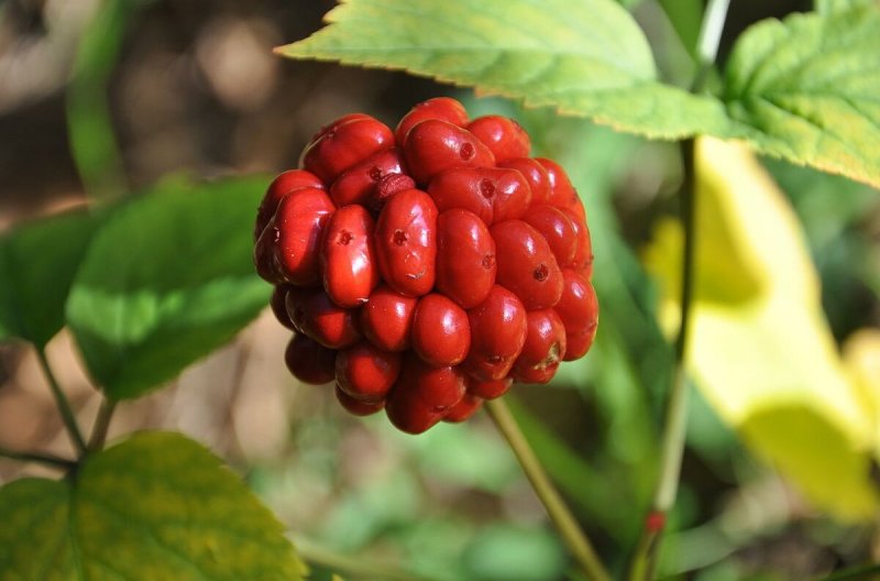 Panax Ginseng женьшень
