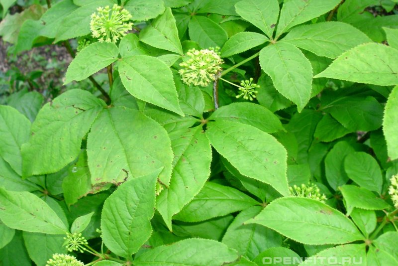 Panax quinquefolius