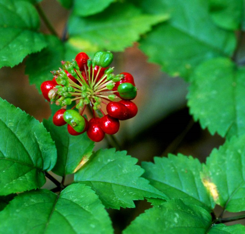 Женьшень настоящий (Panax Ginseng)