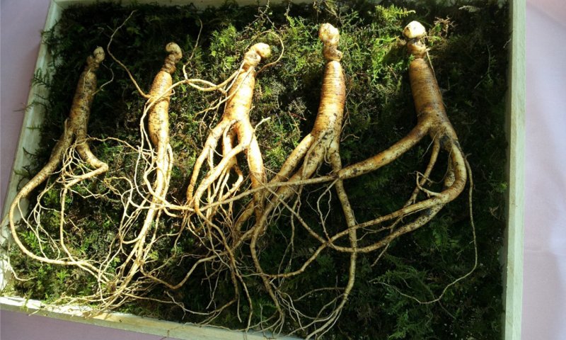 Женьшень пятилистный (Panax quinquefolium)