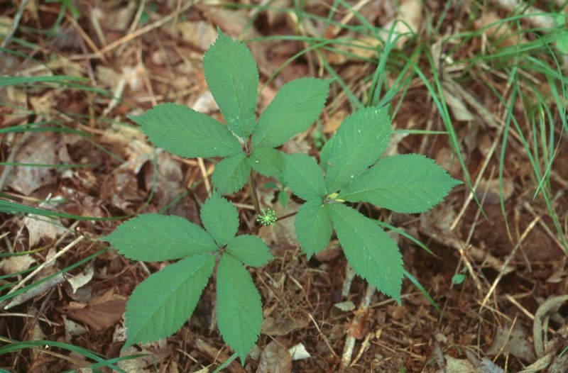 Корень Pfaffia paniculata