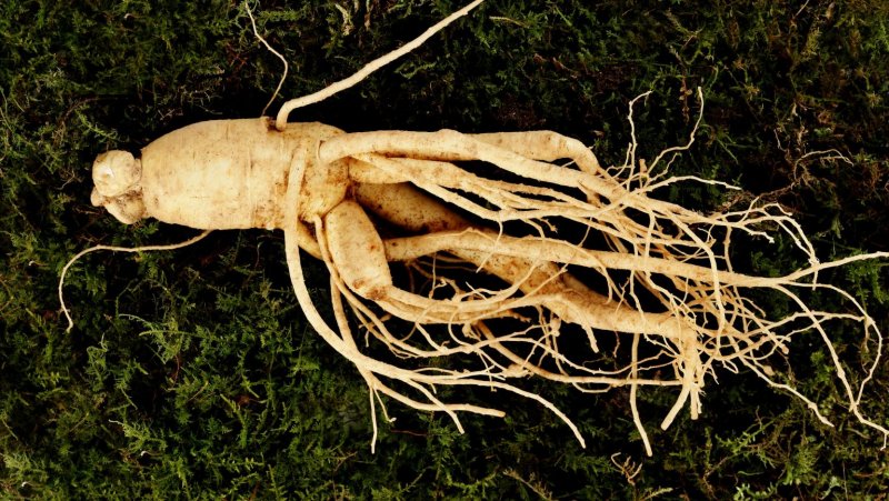 Panax Ginseng