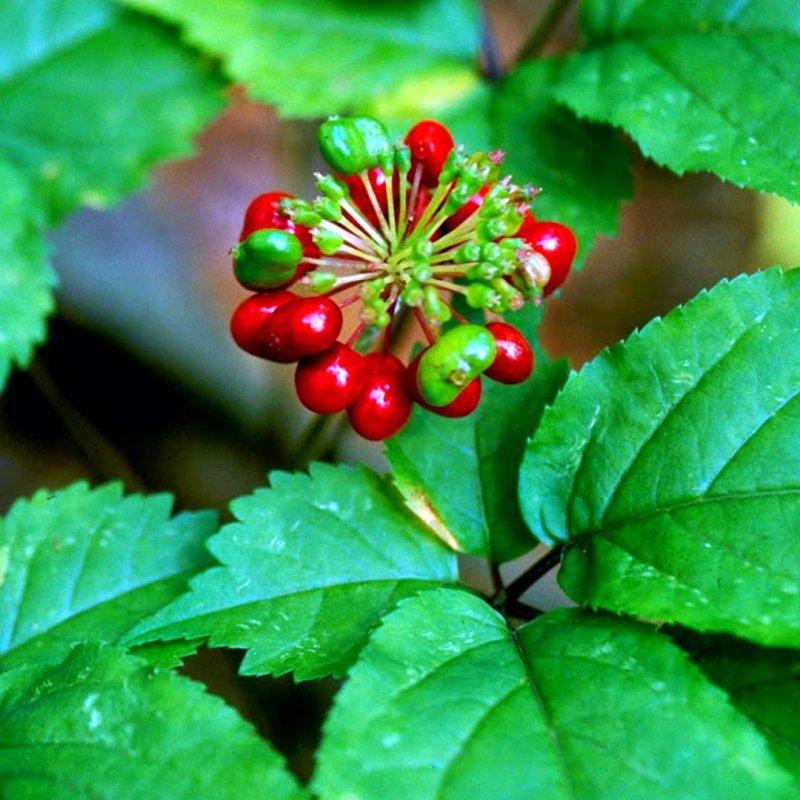 Panax Ginseng женьшень Berries