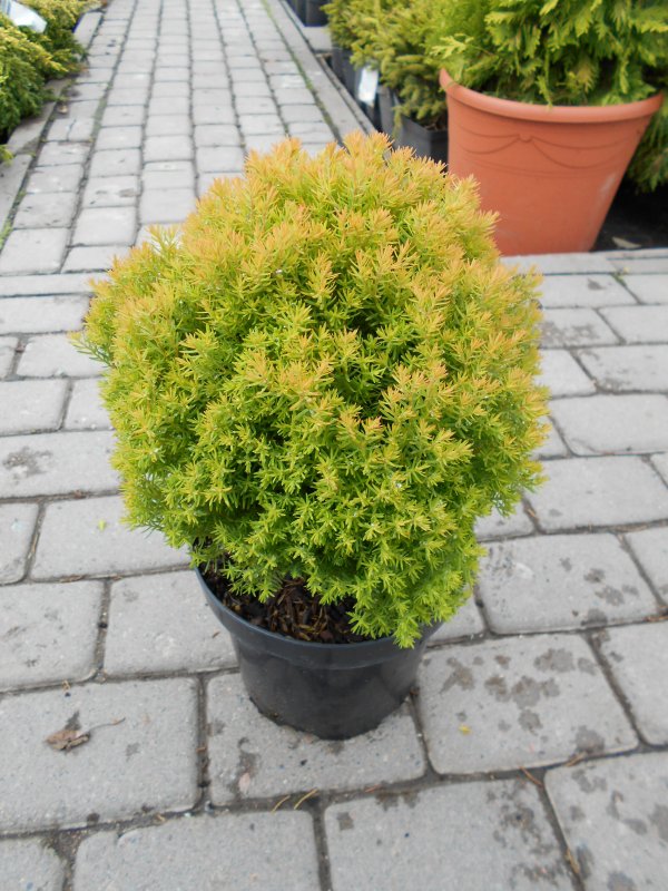 Туя Восточная Морган Thuja orientalis Morgan