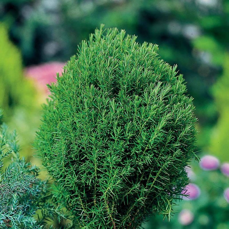 Thuja occidentalis Teddy
