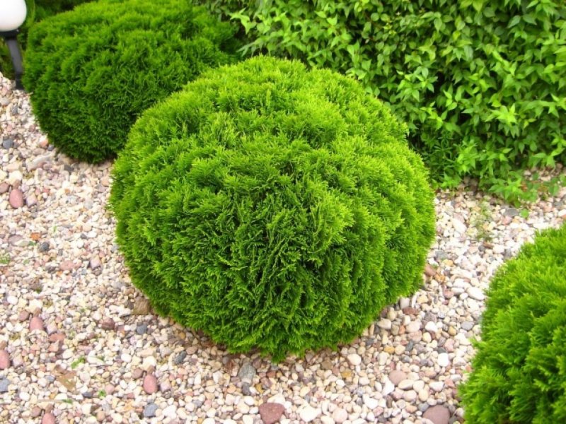 Туя Западная Thuja occidentalis “Danica”
