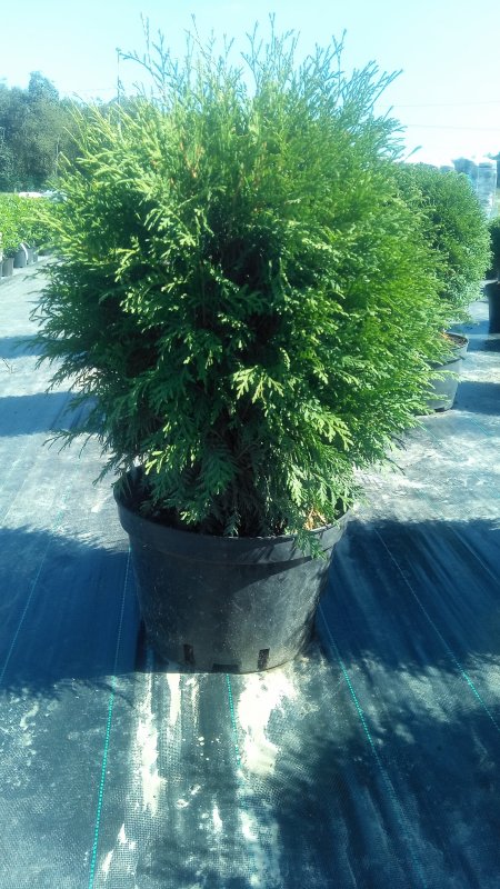 Туя Западная globosa Aurea