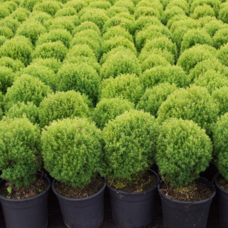 Thuja occidentalis Teddy