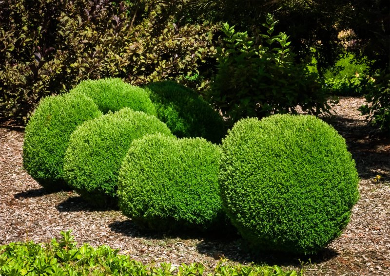 Туя Западная Thuja occidentalis “Danica”