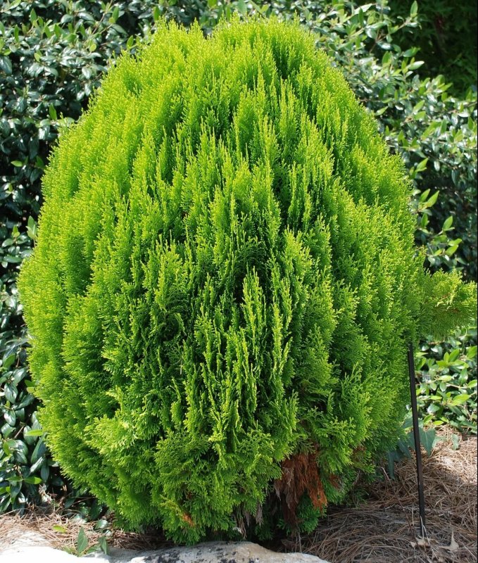 Thuja occidentalis Teddy