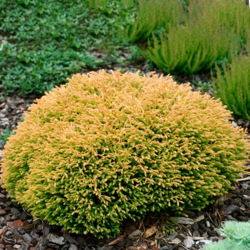 Туя Западная globosa Aurea