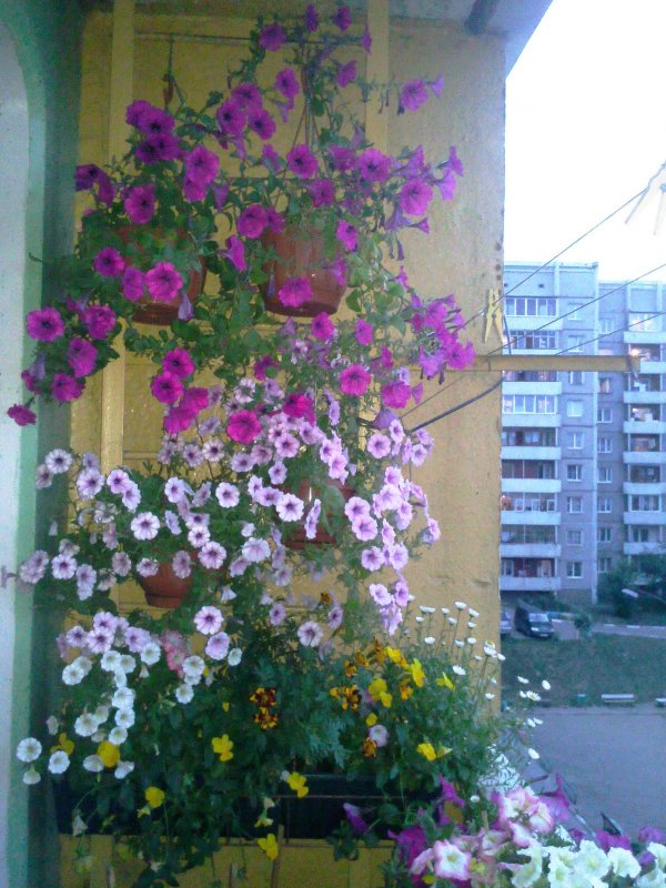 Ипомея на балконе