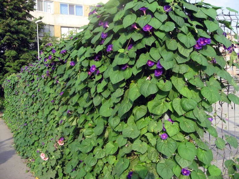 Мина ипомея Лобата Лиана