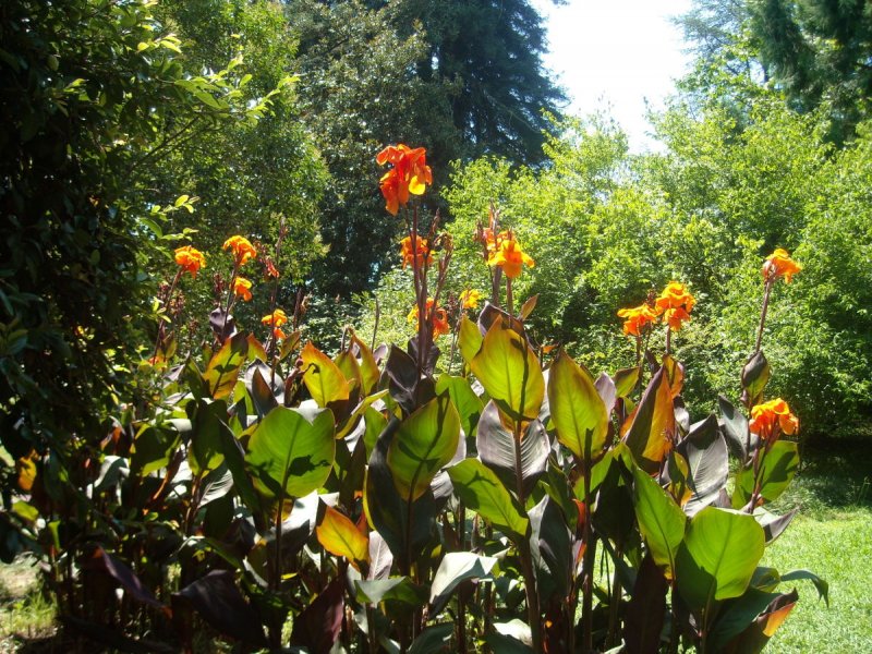 Канна (canna Fiesta) i