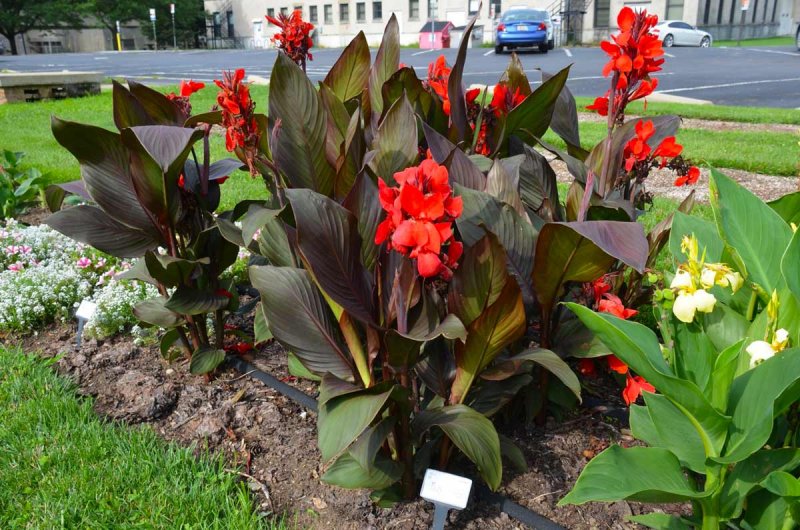 Канна canna Semaphore