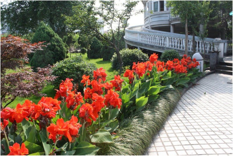 Канна краснолистная Садовая