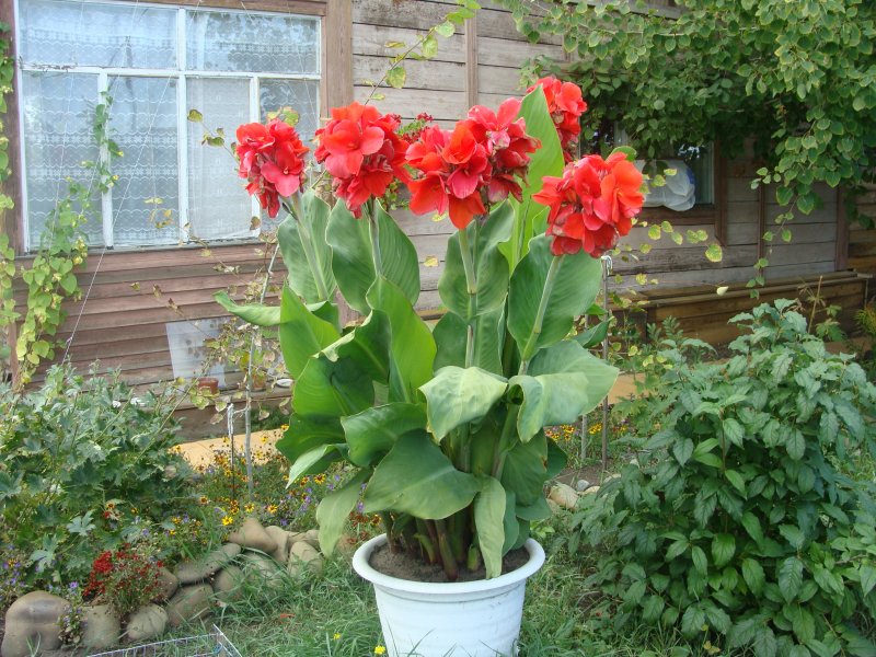 Канна цветок