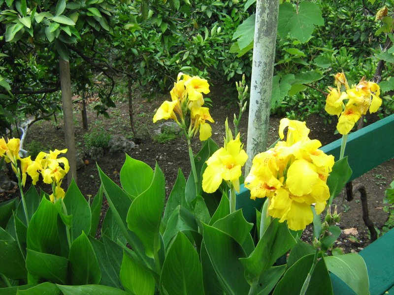 Канна Лиственная