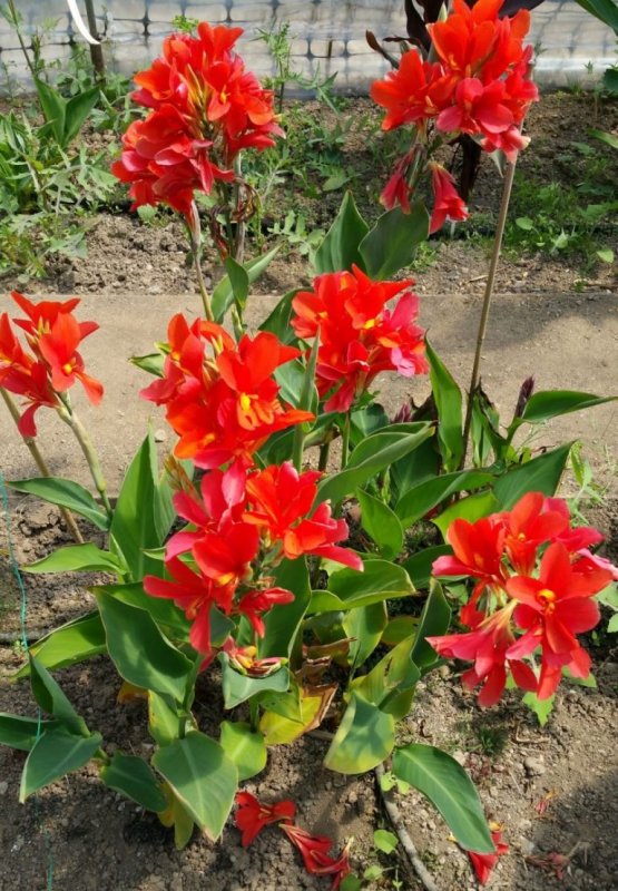 Канна canna City of Portland