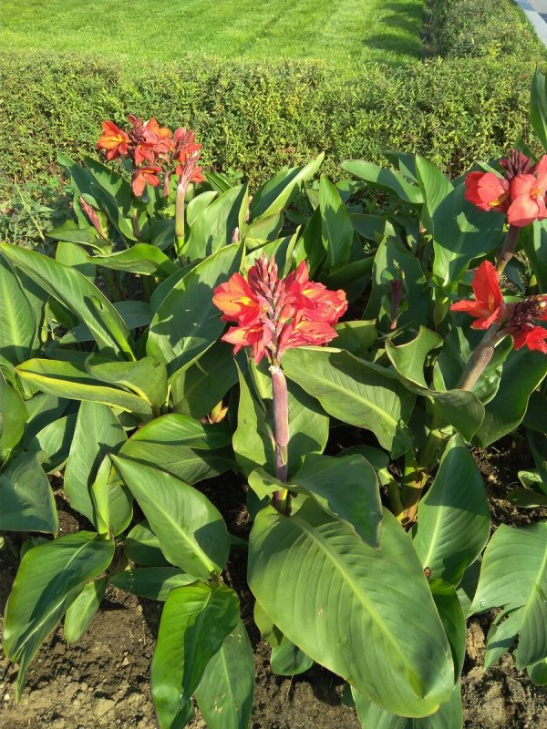Канна горшечная (canna Happy Emily)