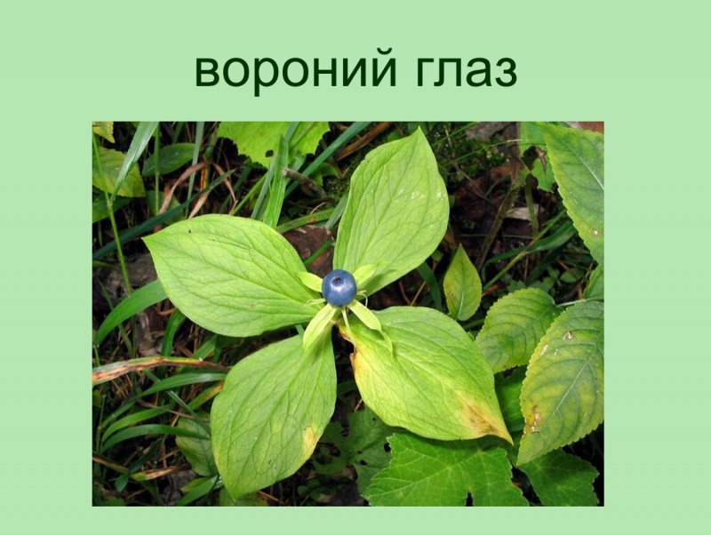 Травянистые растения лесов