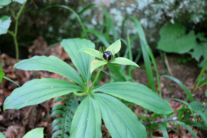 Растение Paris japonica
