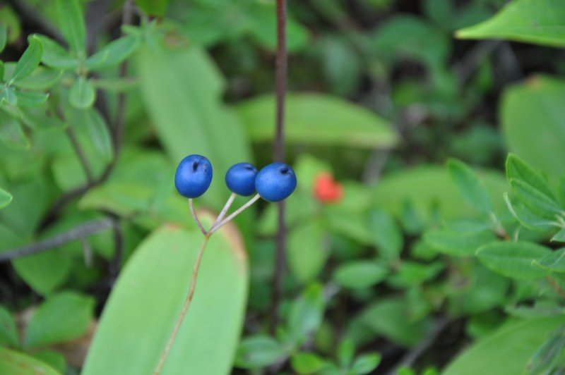 Paris quadrifolia