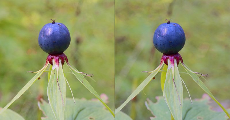 Фото 4. Вороний глаз. Ядовитое растение
