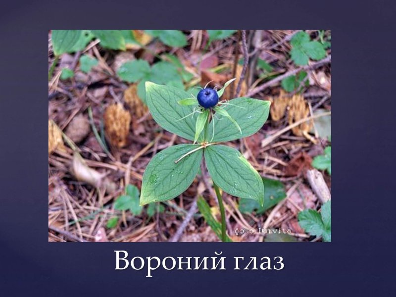 Вороний глаз и черника