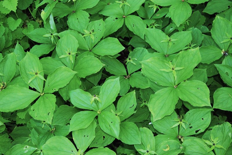 Вороний глаз ( Paris quadrifolia)