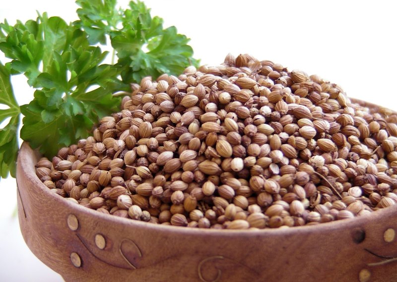 Кориандр (Coriandrum sativum)