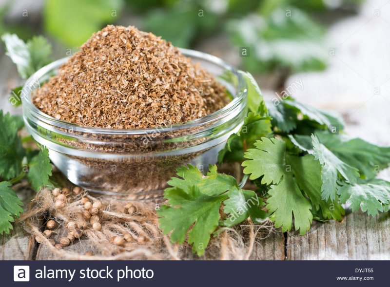 Кинза (кориандр) Колтивата
