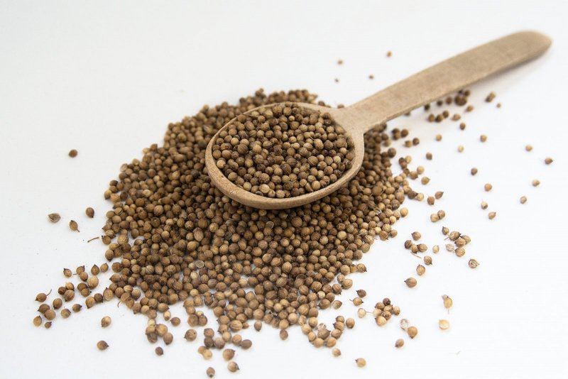 Кориандр посевной (Coriandrum sativum)