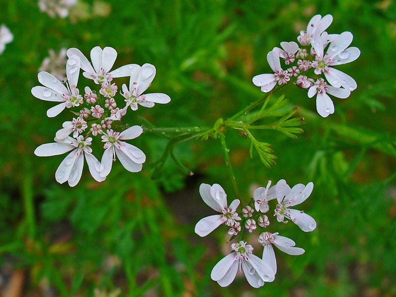 Coriandrum sativum semena