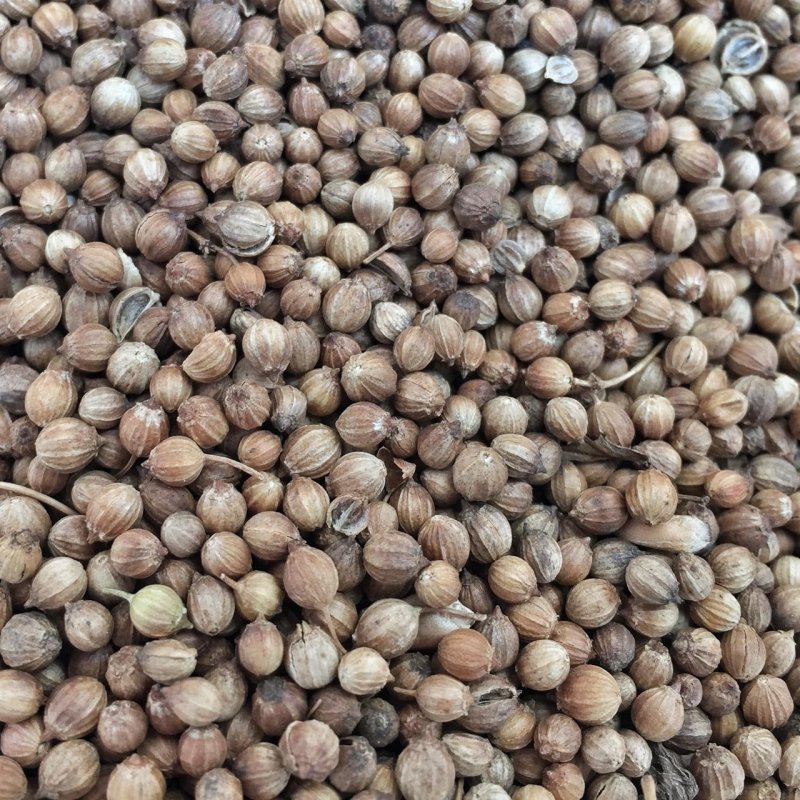 Coriandrum sativum