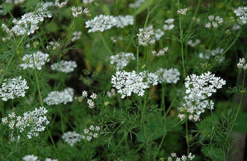 Coriandrum sativum