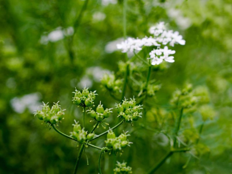Coriandrum sativum
