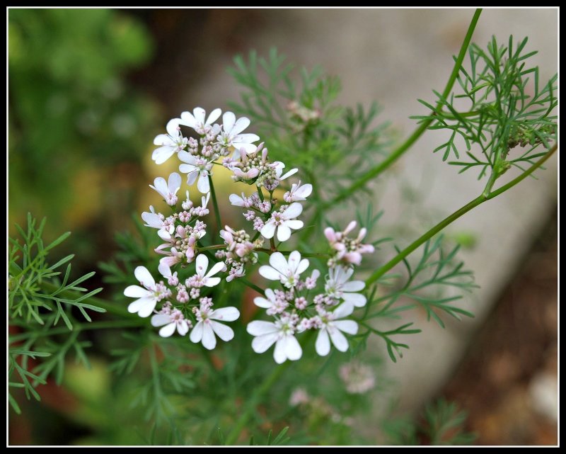 Кинза (Coriandrum sativum)