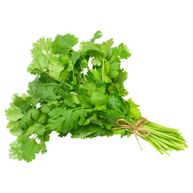 Кинза (кориандр) Колтивата