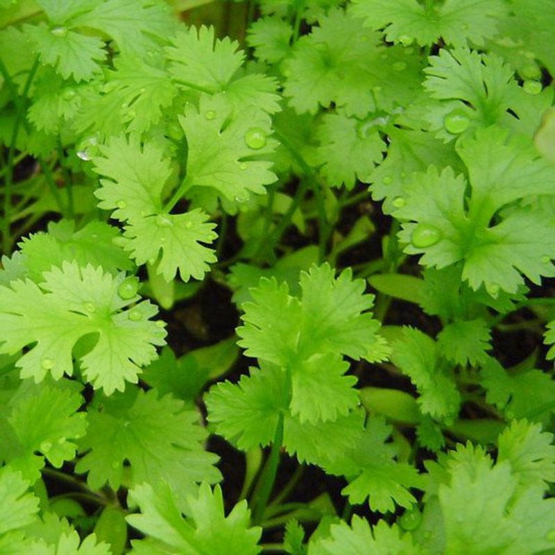 Coriander приправа