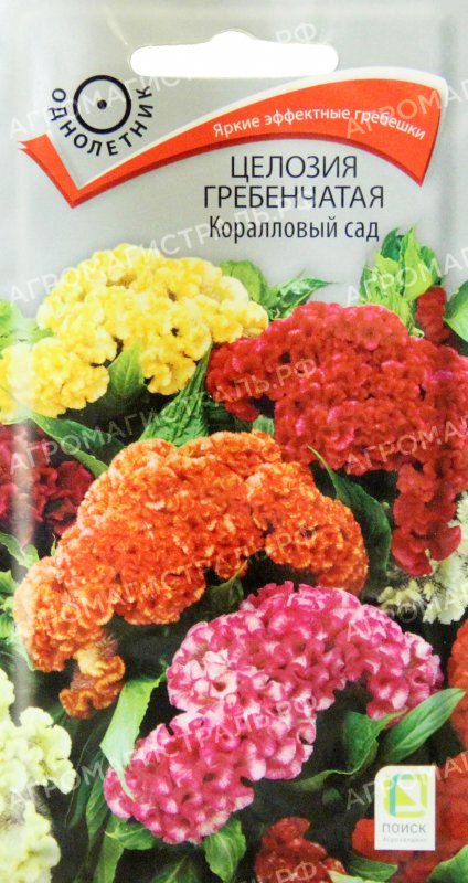 Целозия гребенчатая коралловый сад