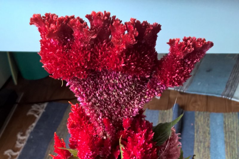 Celosia argentea var. Cristata