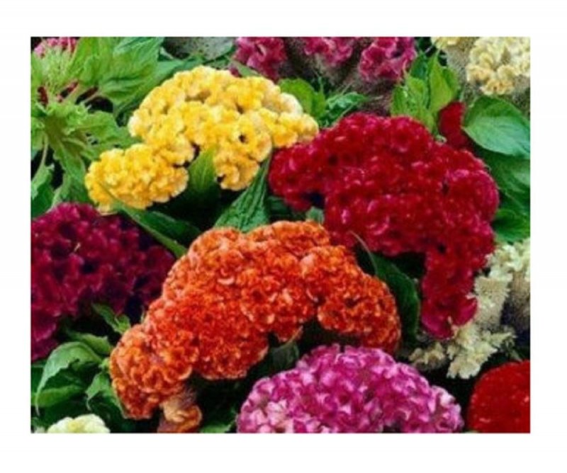Целозия гребенчатая коралловый сад