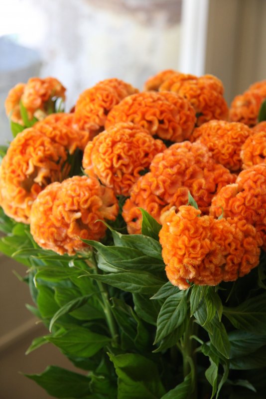 Целозия Калатея
