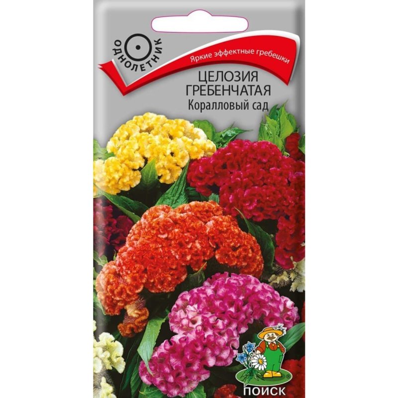 Целозия гребенчатая корона