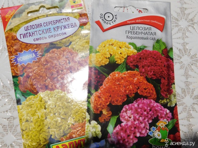 Целозия гребенчатая Императрица